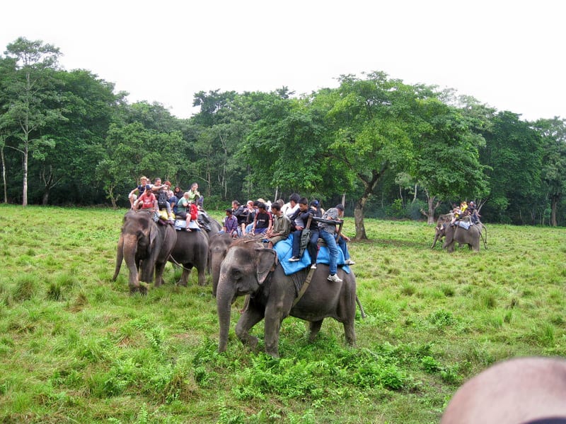 Bardiya National Park Safari0