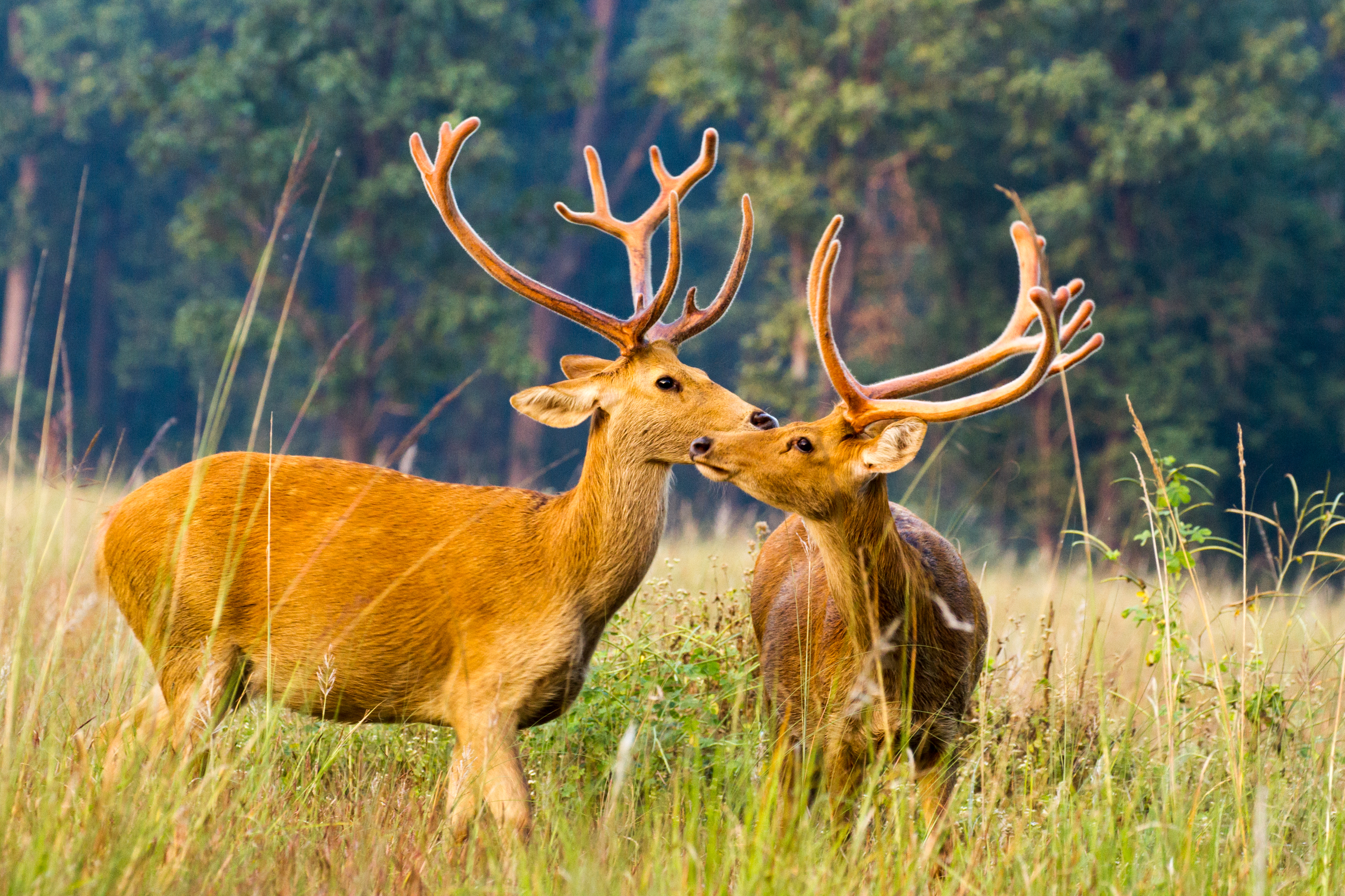 Bardiya National Park Safari1